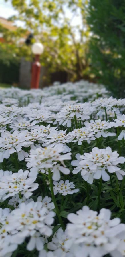 Apartma Jelka Novigrad Istria 外观 照片