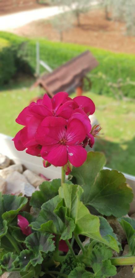 Apartma Jelka Novigrad Istria 外观 照片